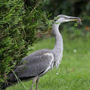 Grey Heron