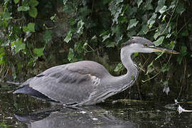 Grey Heron