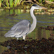 Cocoi Heron