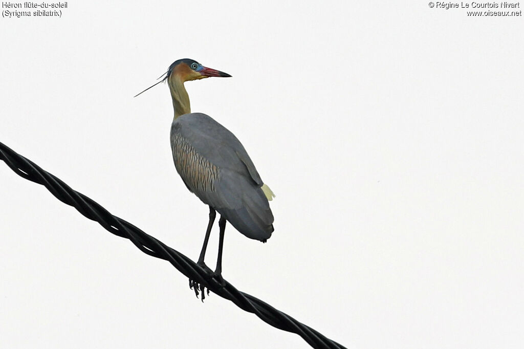 Héron flûte-du-soleil