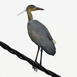 Héron flûte-du-soleil