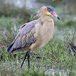 Héron flûte-du-soleil