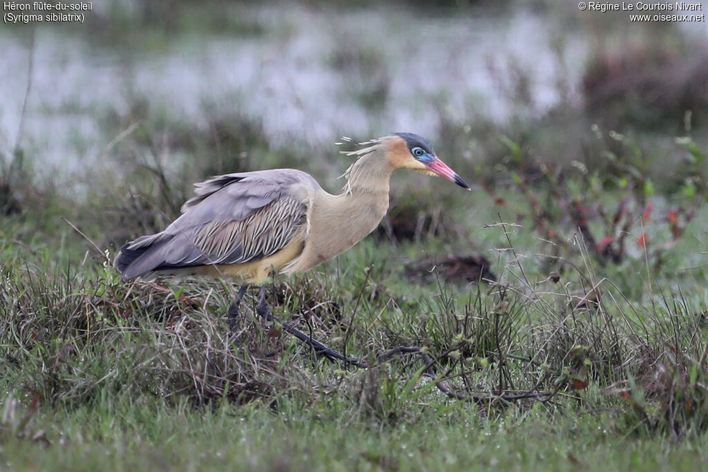 Héron flûte-du-soleil