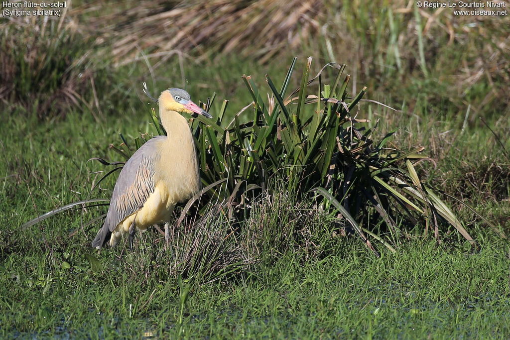 Héron flûte-du-soleil
