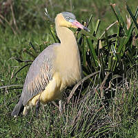 Héron flûte-du-soleil