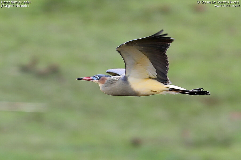 Héron flûte-du-soleil