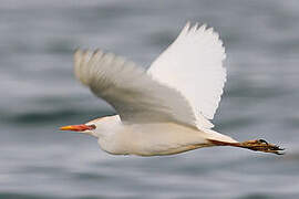 Western Cattle Egret