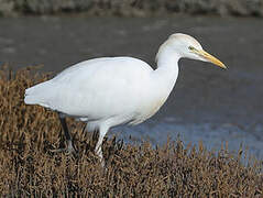 Western Cattle Egret