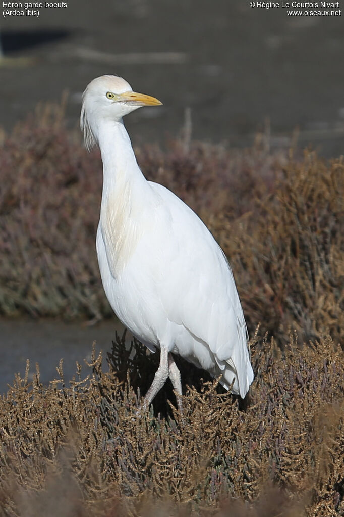 Western Cattle Egret