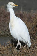 Western Cattle Egret