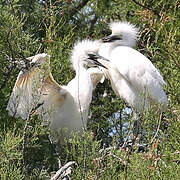 Western Cattle Egret