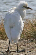 Western Cattle Egret