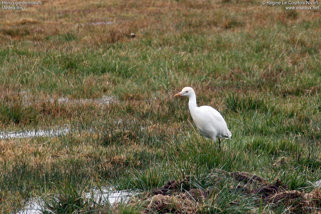 Western Cattle Egret