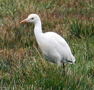 Western Cattle Egret