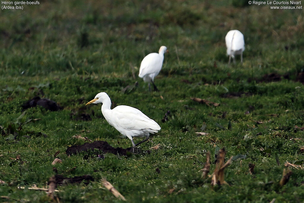 Western Cattle Egret