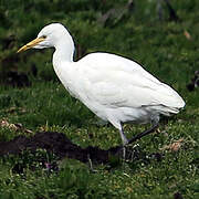 Western Cattle Egret