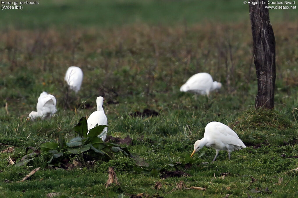 Western Cattle Egret