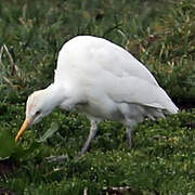 Western Cattle Egret