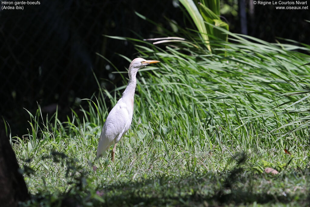 Western Cattle Egret