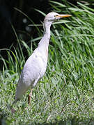 Western Cattle Egret