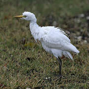 Western Cattle Egret