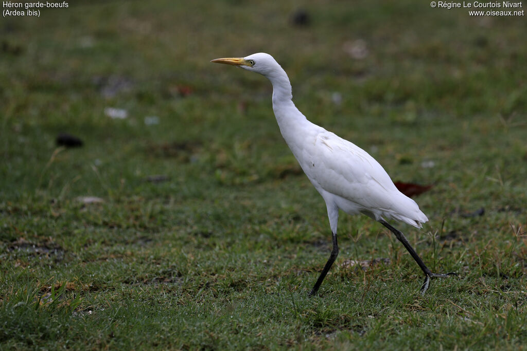 Western Cattle Egret