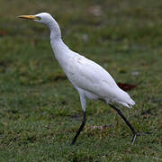 Western Cattle Egret