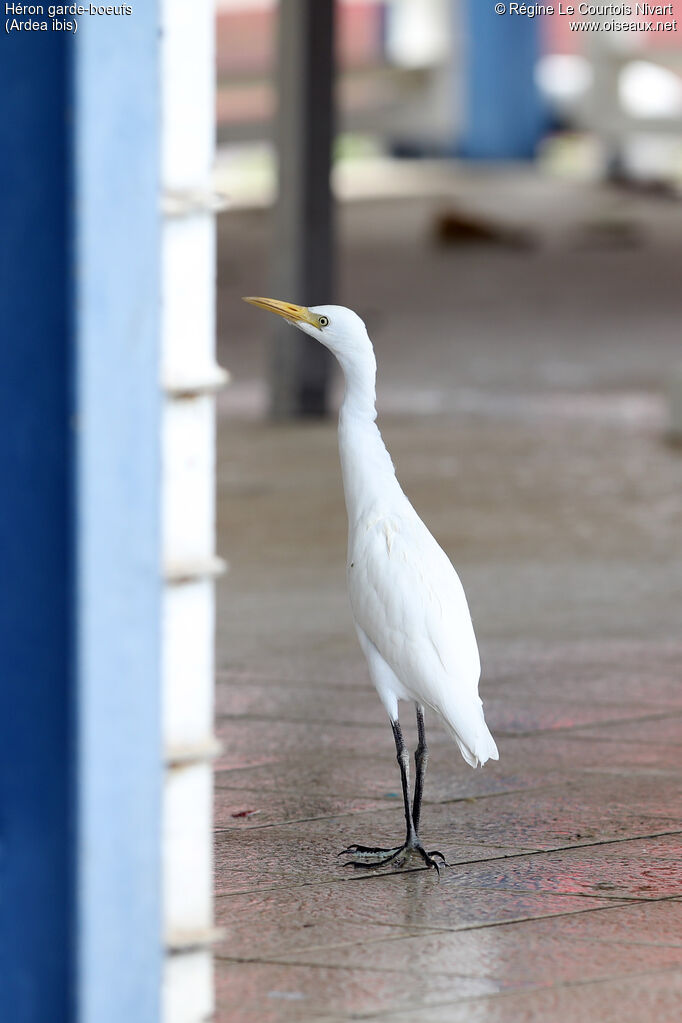 Western Cattle Egret