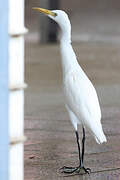 Western Cattle Egret