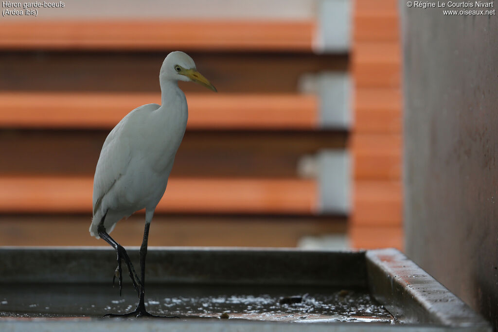 Western Cattle Egret