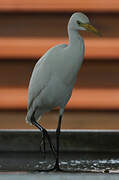 Western Cattle Egret