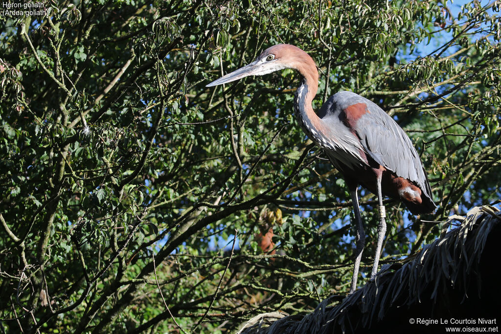 Goliath Heron