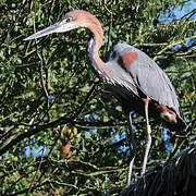 Goliath Heron