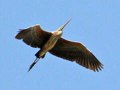 Purple Heron
