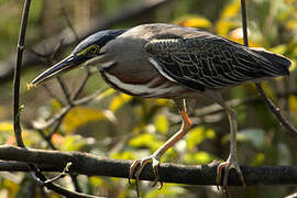 Striated Heron