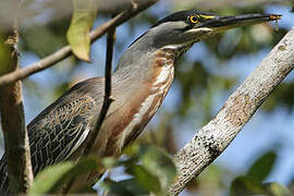 Striated Heron