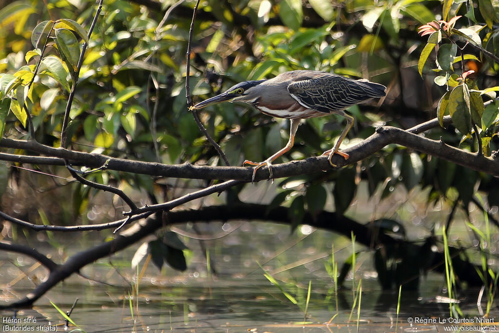 Striated Heron