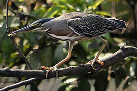 Striated Heron