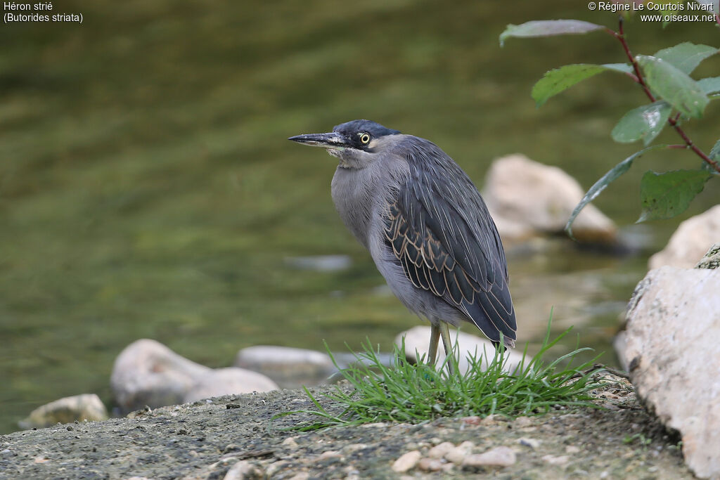 Striated Heron