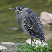 Striated Heron