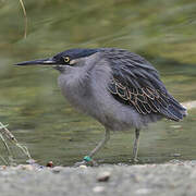 Striated Heron