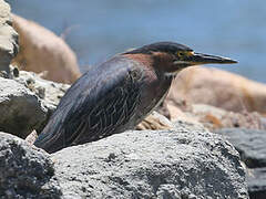 Green Heron