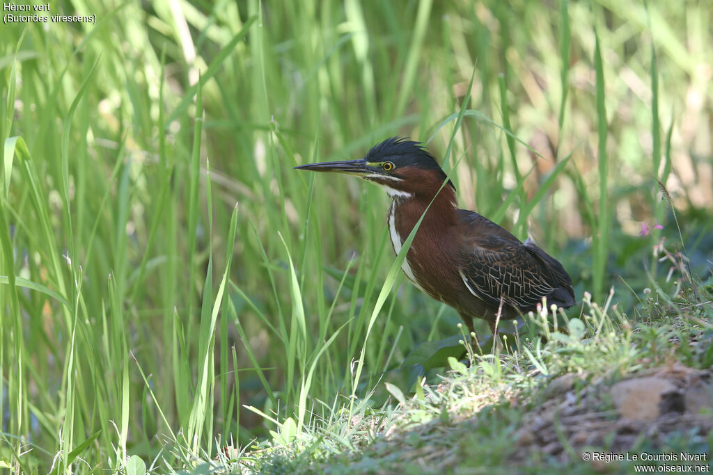 Green Heron