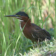 Green Heron