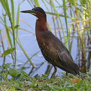 Green Heron