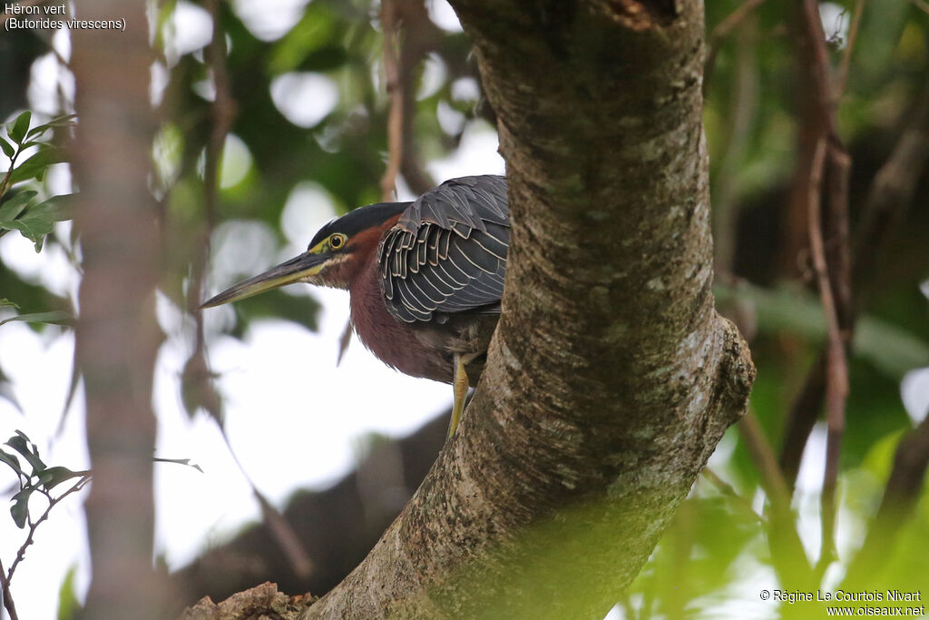 Green Heron