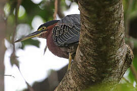 Green Heron