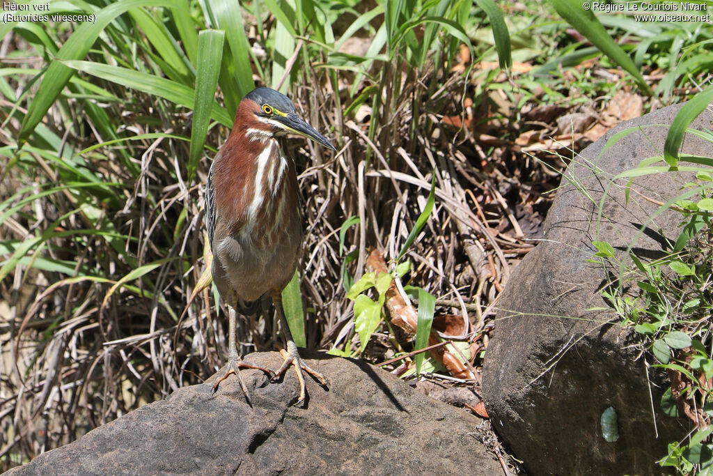 Green Heron