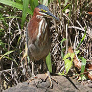 Green Heron