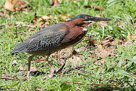 Green Heron